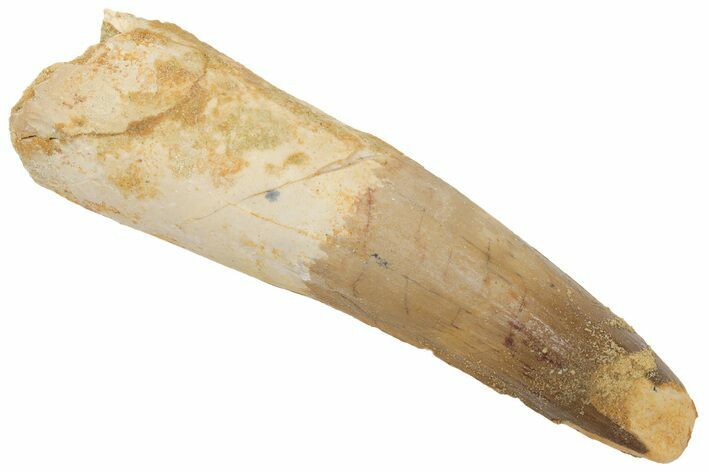 Spinosaurus Tooth - Real Dinosaur Tooth #209797